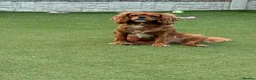 Cavalier King Charles Spaniel dogs for stud: Experienced Cavalier King Charles Stud wanted. - Advert 2