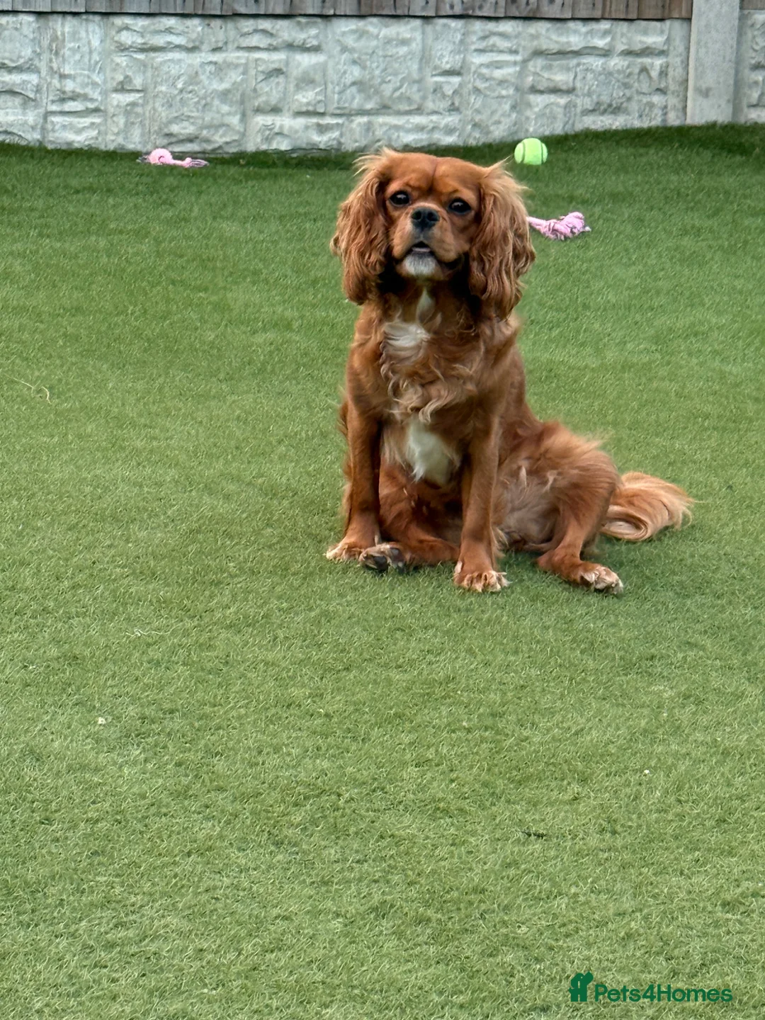 Cavalier King Charles Spaniel dogs for stud: Experienced Cavalier King Charles Stud wanted. - Advert 2