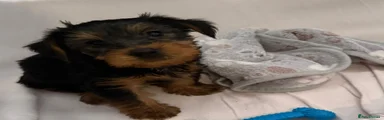 Yorkshire Terrier 1