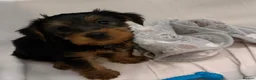 Yorkshire Terrier dogs for sale: Yorkshire terrier puppies for sale  - Advert 5