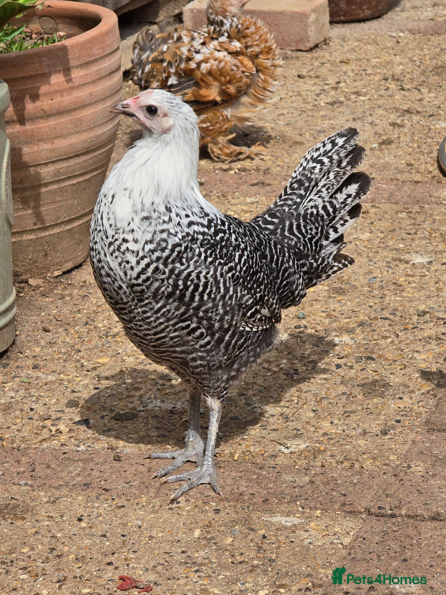 Chickens poultry Silver Campine pullet growers  - Advert 2