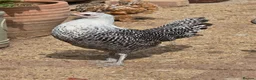 Chickens poultry for sale: Silver Campine pullets - Advert 1