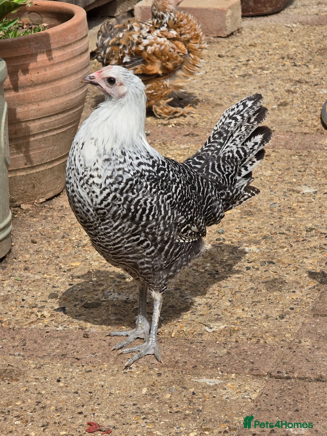 Chickens poultry for sale: Silver Campine pullets - Advert 1