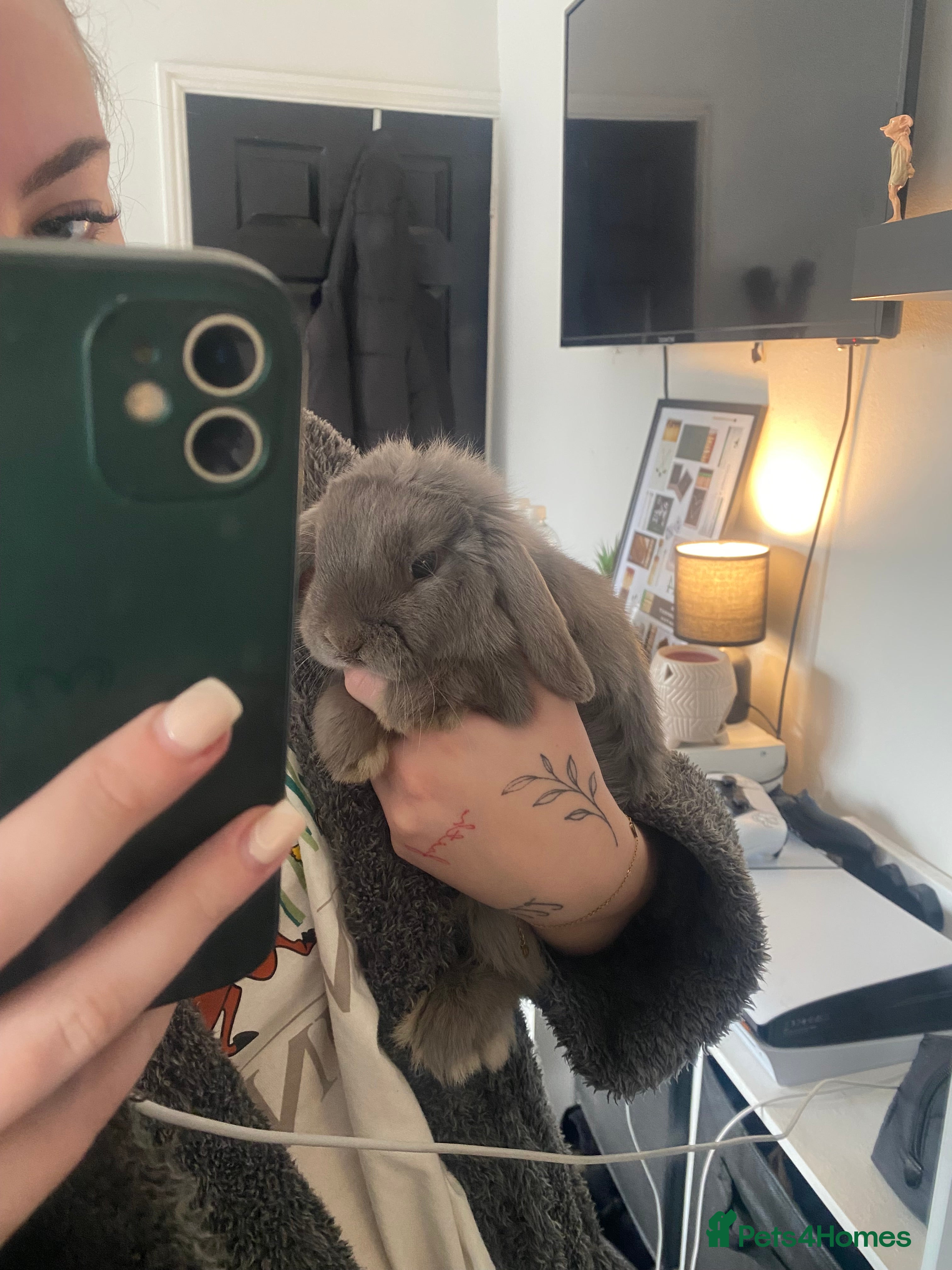 Mini Lop rabbits Female mini lop - Advert 6