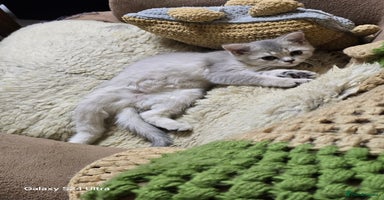 Scottish Fold cats - Advert 4