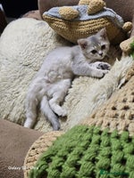 Scottish Fold cats - Advert 2