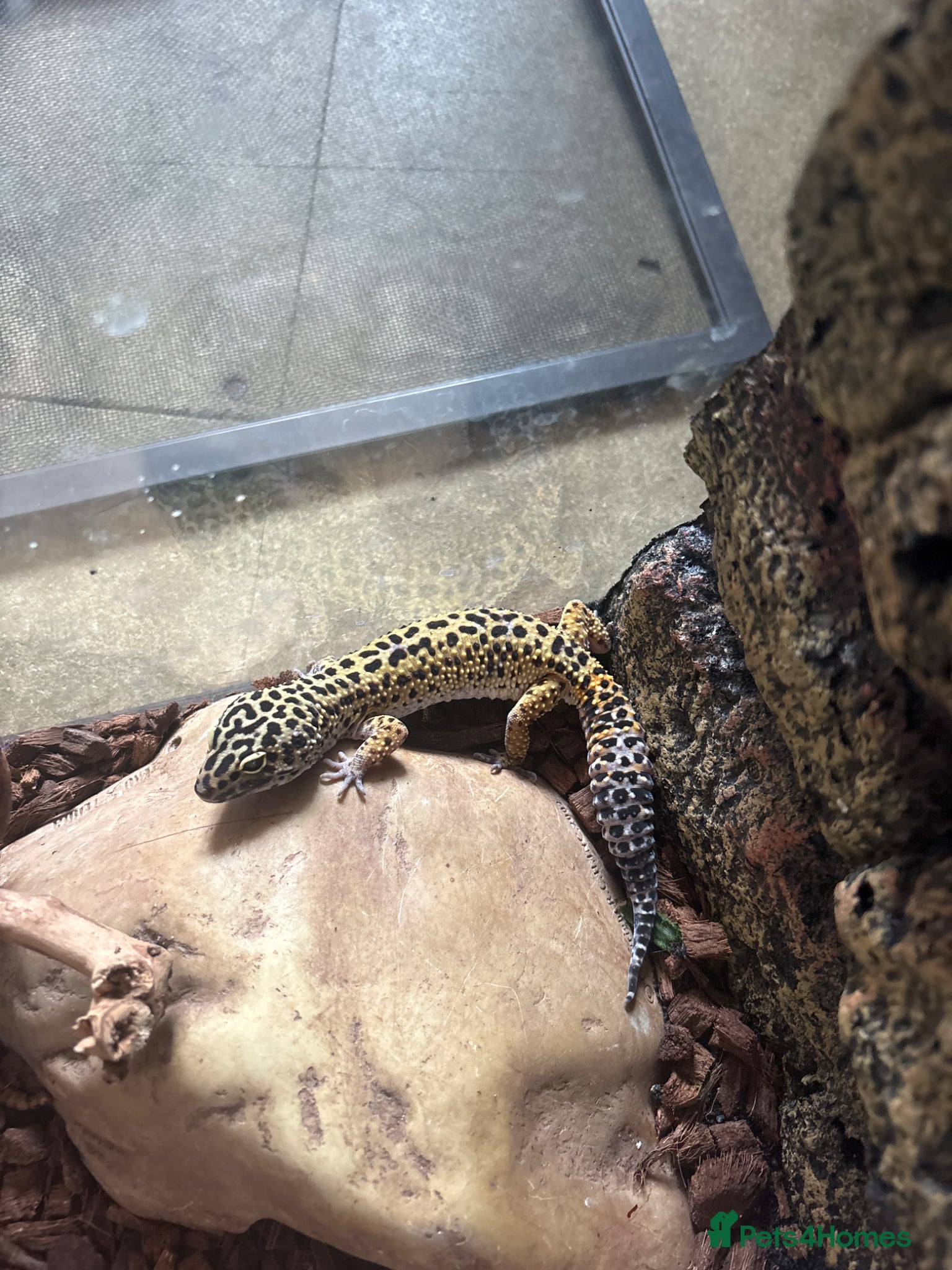 Leopard Gecko reptiles Leopard gecko for sale ,male  - Advert 13