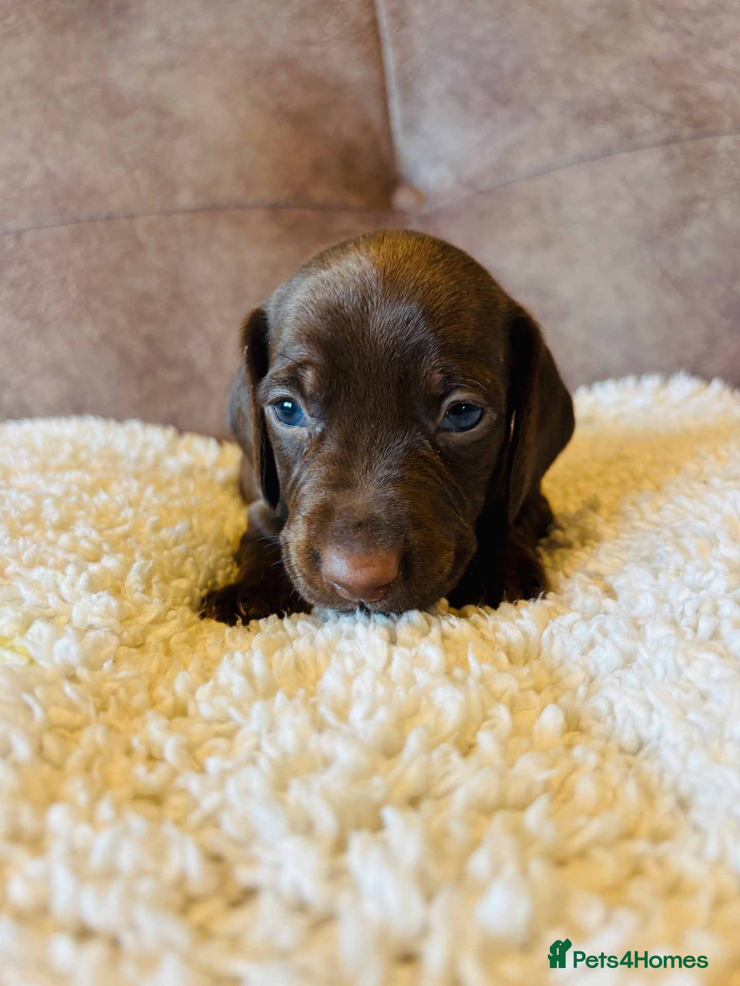 Miniature Dachshund dogs Stunning litter short hair mini dax  - Advert 2