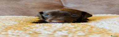 Miniature Dachshund 4