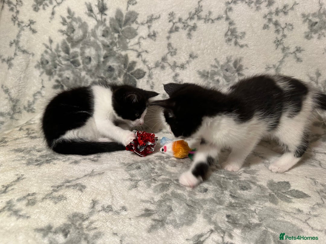 Maine Coon cats for sale: Maine coon babies - Advert 18