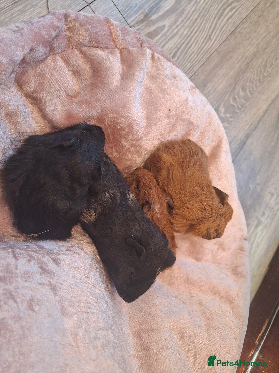 Guinea Pig rodents for sale:  Guinea pigs 4 boys(babies) 3 female (5mo) - Advert 4