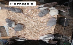 Rat rodents for sale: Baby Dumbo Rats , Furred , Rex , Naked  - Image 5