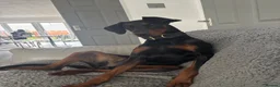 Dobermann dogs for sale: Female Doberman - Advert 6