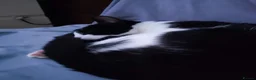 Mixed Breed cats for sale: Tuxedo cat looking for a new home in Greenford - Advert 2