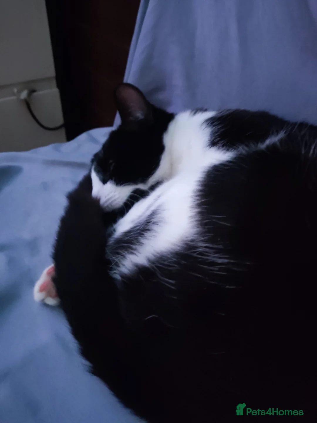 Mixed Breed cats for sale: Tuxedo cat looking for a new home in Greenford - Advert 2