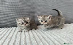 Scottish Fold cats for sale: Scottish fold kittens - Image 6
