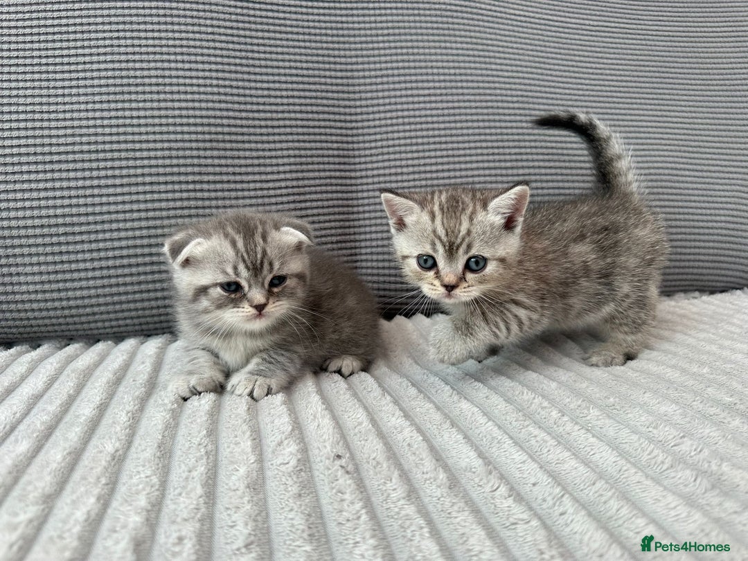 Scottish Fold cats for sale: Scottish fold kittens - Image 6