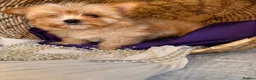 Yorkshire Terrier dogs for sale: BEAUTIFUL GOLDDUST YORKSHIRE TERRIER PUPPIES - Advert 15