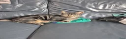 Mixed Breed cats for sale: 3 marble tabbies mixed with a mackerel tabby - Advert 8