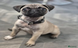 Pug dogs for sale: Pug puppy - Image 2