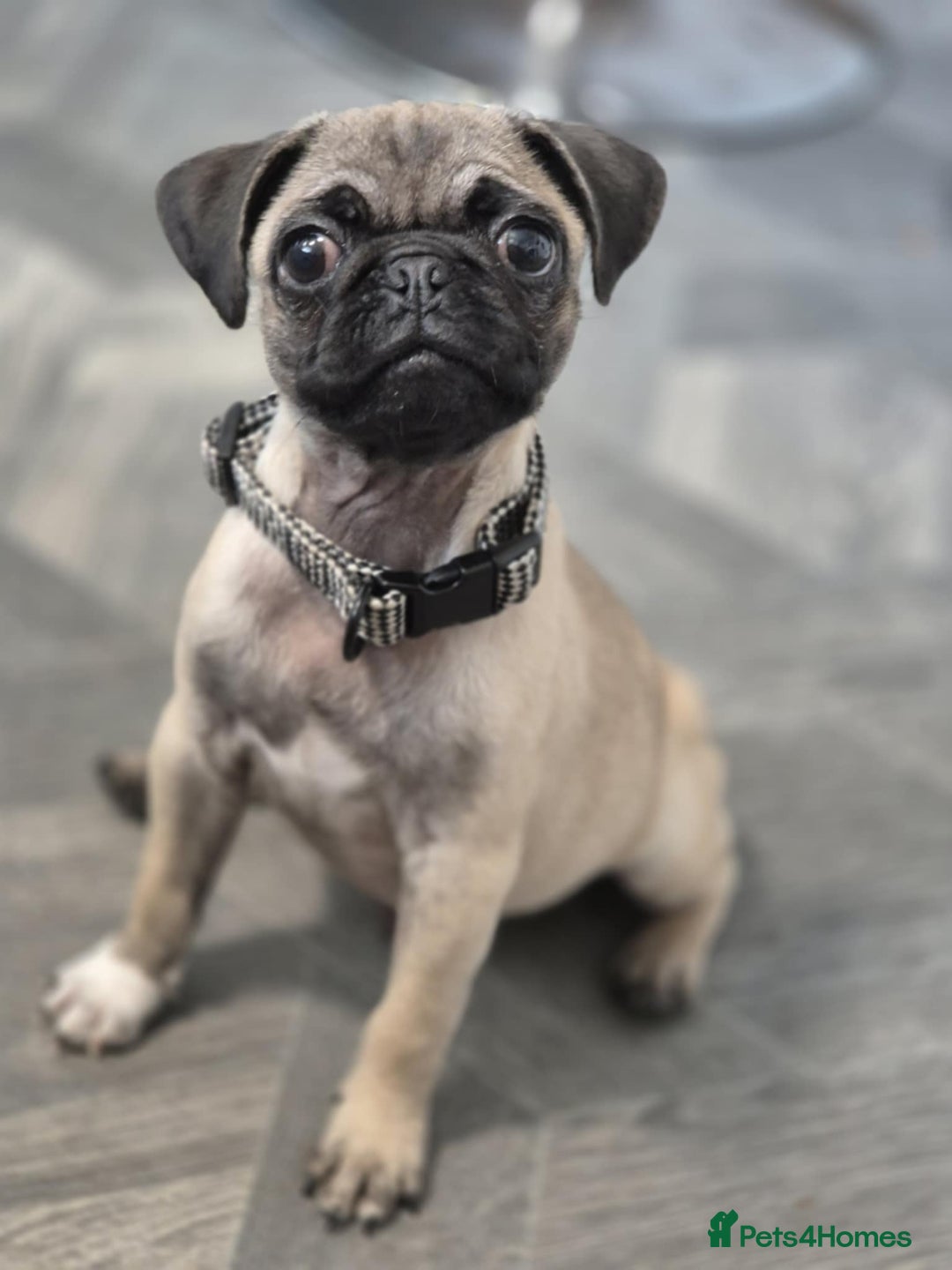 Pug dogs for sale: Pug puppy - Image 2