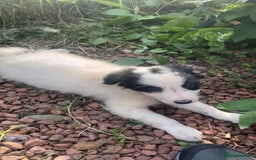 Border Collie dogs for sale: All white border collie girl  - Image 5