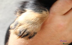 Miniature Dachshund dogs for sale: KC Health tested Licensed breeder 12 years exp - Image 12
