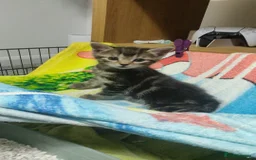 Bombay cats for sale: 4 adorable kittens for sale mixed breed litter ⁠♡ - Image 14