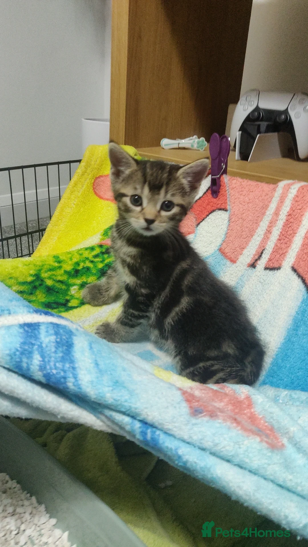 Bombay cats for sale: 4 adorable kittens for sale mixed breed litter ⁠♡ - Image 14
