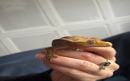 Gecko reptiles for sale: Crested Gheko - Image 4