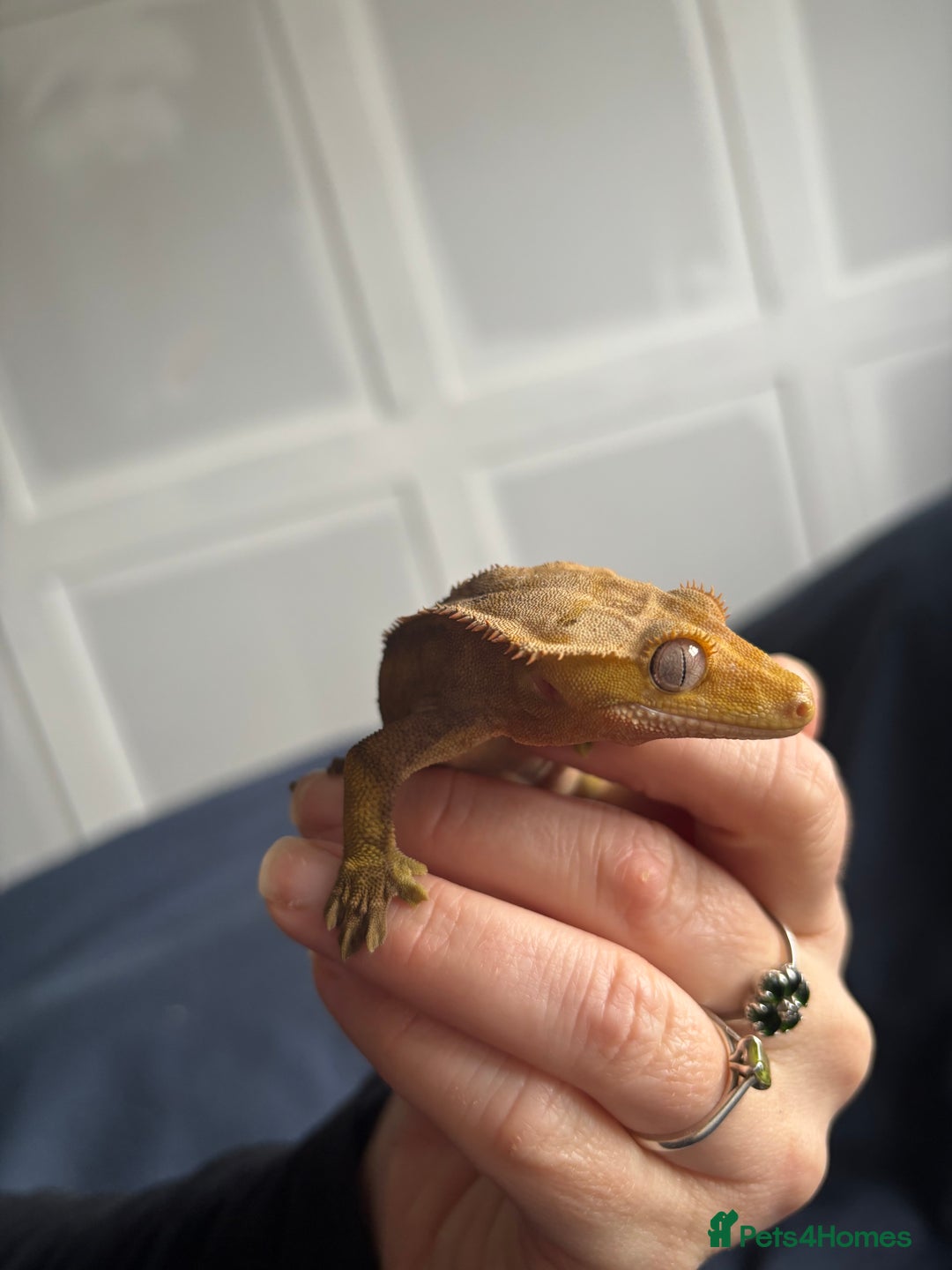 Gecko reptiles for sale: Crested Gheko - Image 4