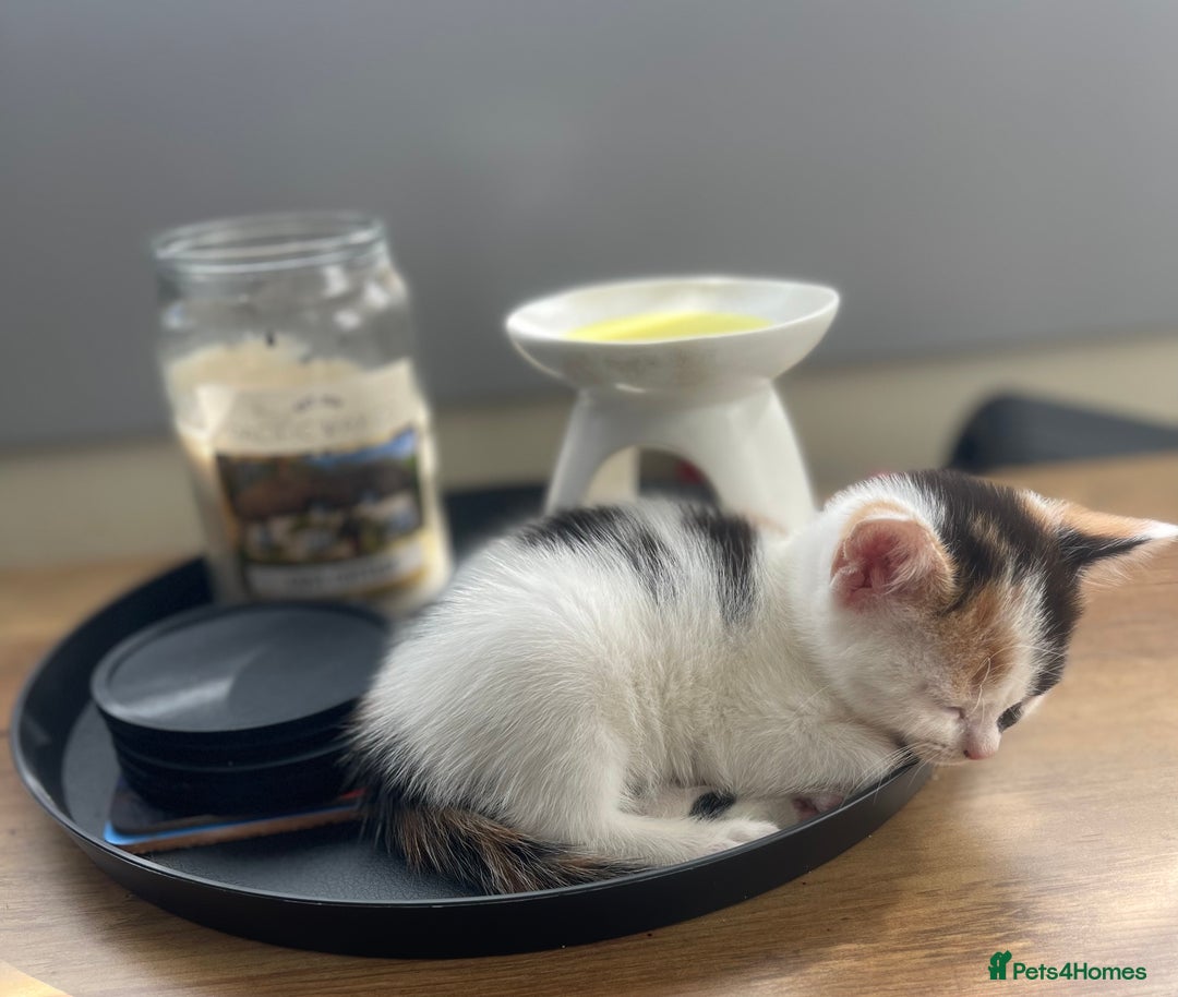 Mixed Breed cats for sale: Kitten’s for sale - Image 4