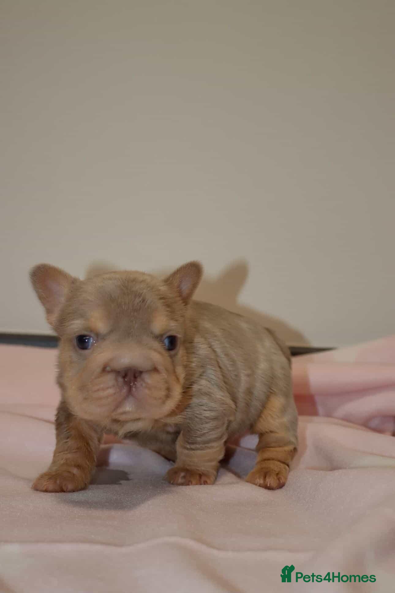 French Bulldog dogs Teddy Bear Floodle +Full Visual Fluffies  - Advert 18