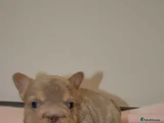 French Bulldog dogs Teddy Bear Floodle +Full Visual Fluffies - Advert 18