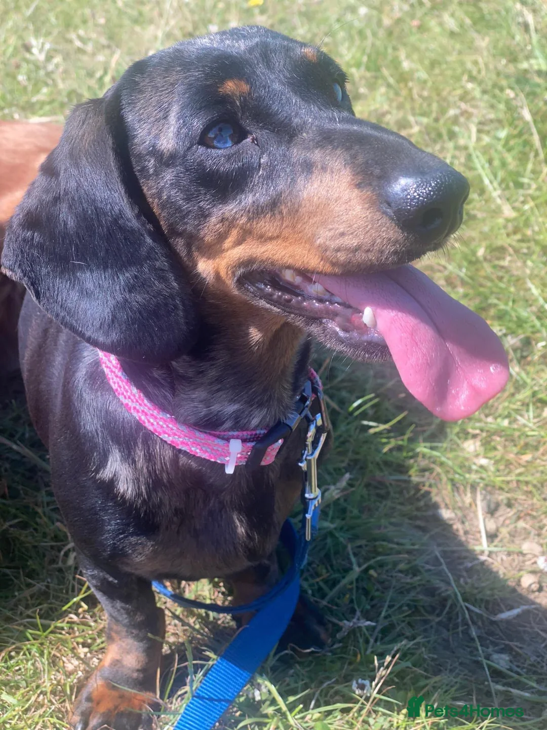 Miniature Dachshund dogs for sale: Miniature dachshund  in Edinburgh - Advert 2