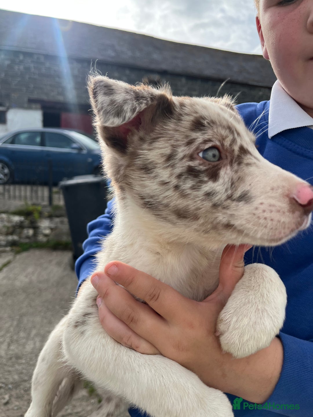 Mixed Breed dogs for sale: Border collie - Image 6