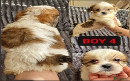 Shih Tzu dogs for sale: 🐾 Amazing Purebred Shih Tzu Puppies Crawley 🐾 - Advert 6