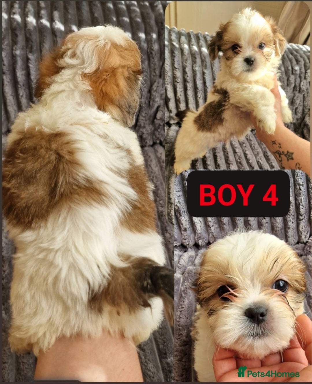 Shih Tzu dogs for sale: 🐾 Amazing Purebred Shih Tzu Puppies Crawley 🐾 - Advert 6