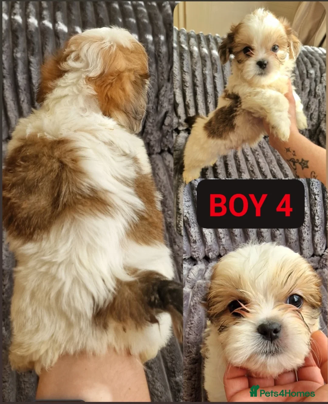Shih Tzu dogs for sale: 🐾 Amazing Purebred Shih Tzu Puppies Crawley 🐾 - Advert 6