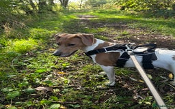 Jack Russell dogs for sale: Brother and sister Jack russels - Image 2