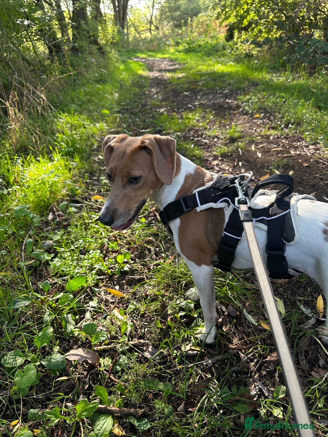Jack Russell dogs for sale: Brother and sister Jack russels - Image 2