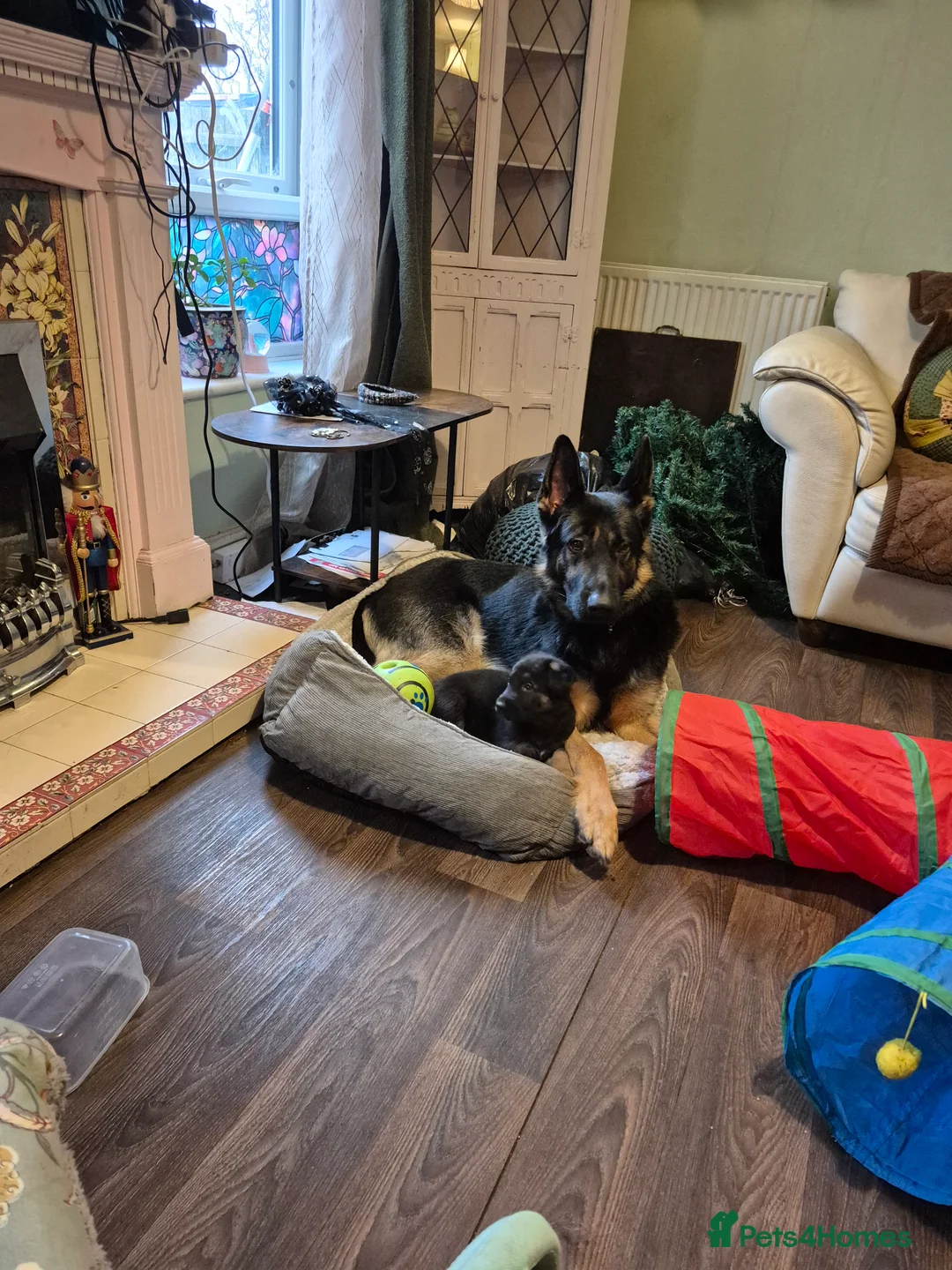German Shepherd dogs for sale: Stunning german sheppards - Advert 5