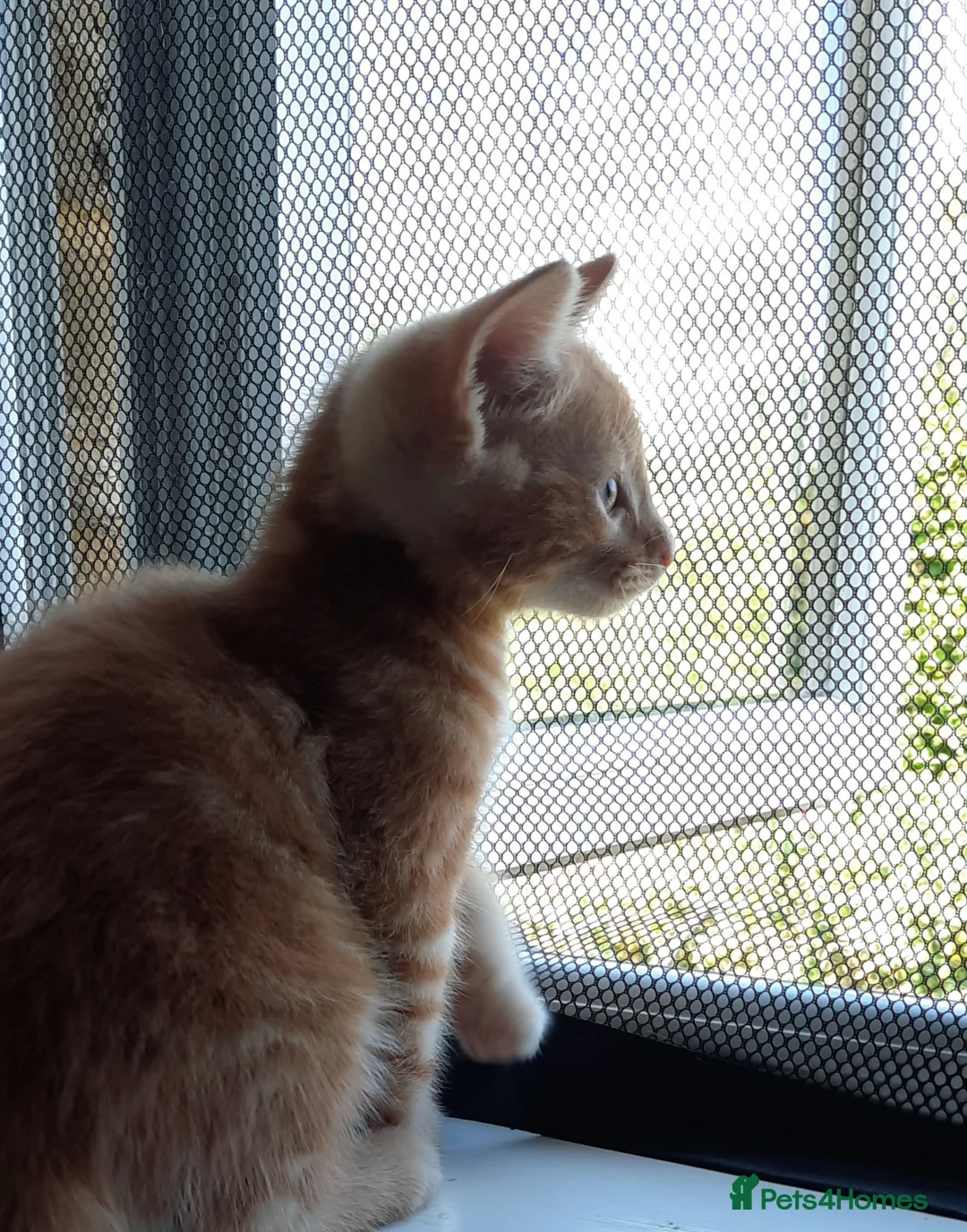 Mixed Breed cats for sale: Domestic playful kittens - Advert 2
