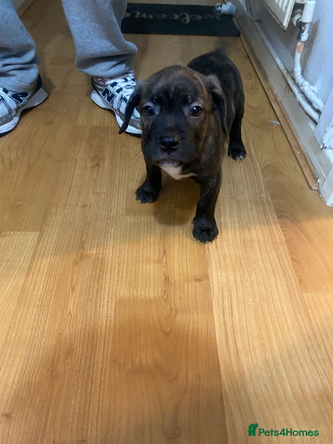 Mixed Breed dogs for sale: Puppy looking for his forever home - Advert 1