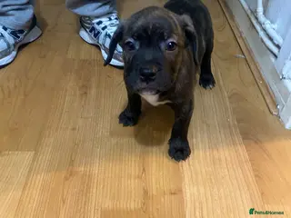 Mixed Breed dogs Puppy looking for his forever home - Advert 1