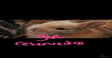 Harlequin rabbits - Advert 3