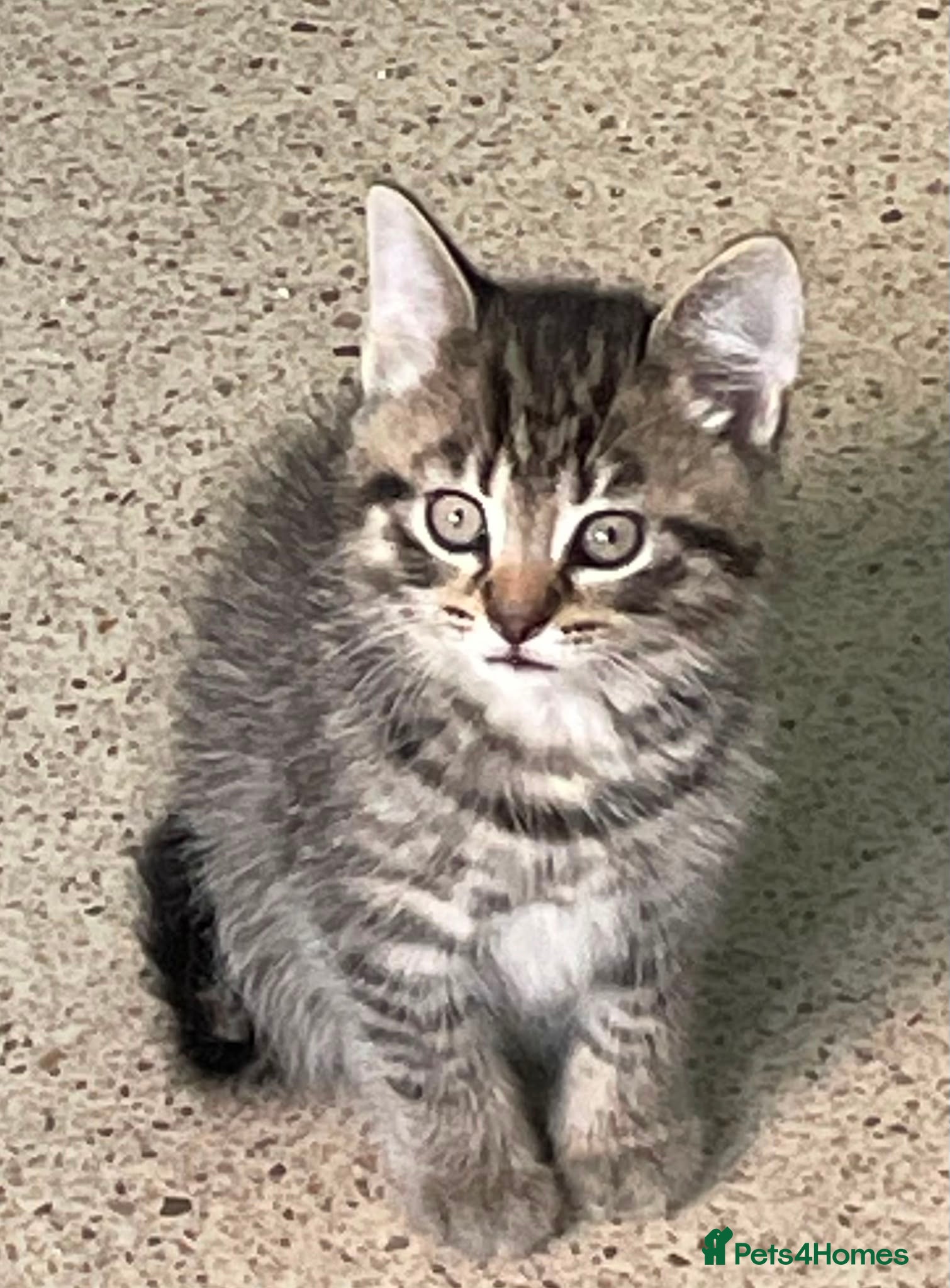 Mixed Breed cats British Short Hair x - Advert 21