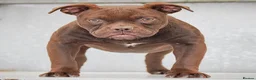 Olde English Bulldogge dogs for sale: 23 years Professionals 5⭐️Rated Licensed.  - Advert 2