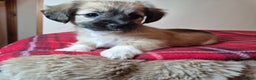 Pomchi dogs for sale: Beautiful chihuahua girl - Advert 10