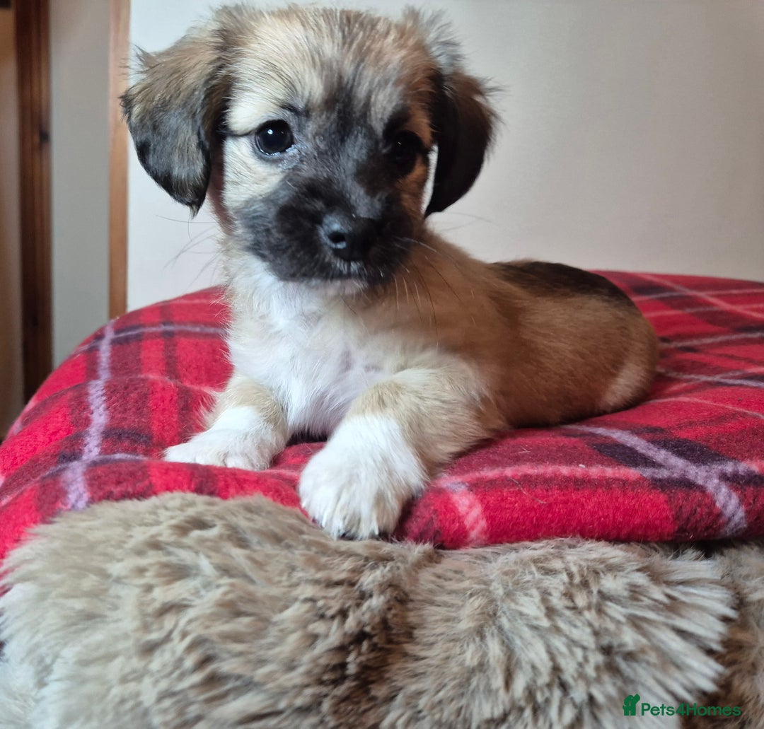 Pomchi dogs for sale: Beautiful chihuahua girl - Advert 10